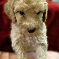 Spencer, a male Poodle - Standard  for sale in Maxton, NC – Photo 3 of 8