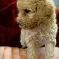 Spencer, a male Poodle - Standard  for sale in Maxton, NC – Photo 4 of 8