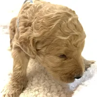 Spencer, a male Poodle - Standard  for sale in Maxton, NC – Photo 6 of 8