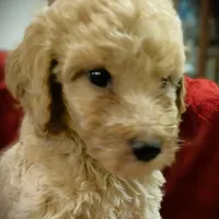 Spencer, a male Poodle - Standard  for sale in Maxton, NC – Photo 2 of 8