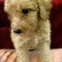 Spencer, a male Poodle - Standard  for sale in Maxton, NC – Photo 5 of 8