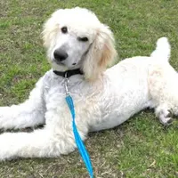 Spencer, a male Poodle - Standard  for sale in Maxton, NC – Photo 7 of 8