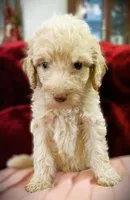 💜Camilla💚, a female Poodle - Standard  for sale in Maxton, NC – Photo 3 of 7
