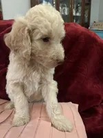 💜Camilla💚, a female Poodle - Standard  for sale in Maxton, NC – Photo 5 of 7