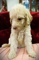 💜Camilla💚, a female Poodle - Standard  for sale in Maxton, NC – Photo 4 of 7