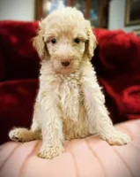 💜Camilla💚, a female Poodle - Standard  for sale in Maxton, NC – Photo 1 of 7
