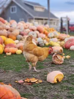 processed/7989e51f-0bfb-4afb-8f38-d617a6cc7b4c/facility/9b707351-f236-446d-8ef5-fe777cdf2672