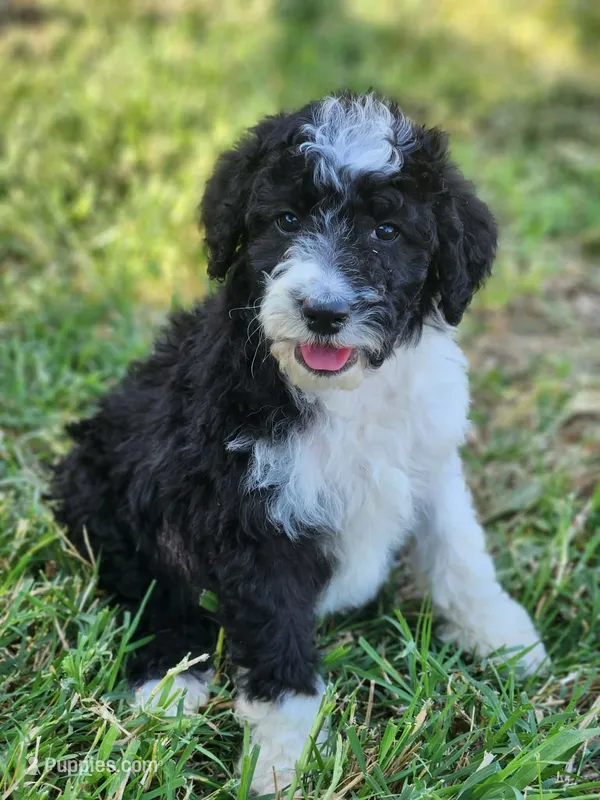 Skunk – Aussiedoodle puppy for sale in Seattle, WA