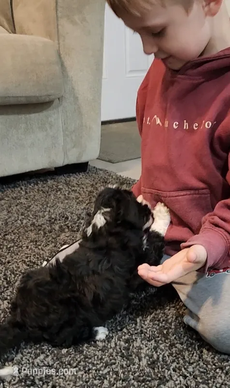 Skunk – Aussiedoodle puppy for sale in Seattle, WA