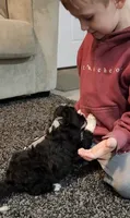 Skunk, a female Aussiedoodle for sale in Seattle, WA – 1 of 9