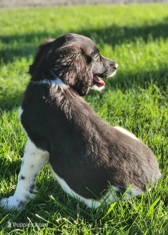 Rocky – Aussiedoodle puppy for sale in Seattle, WA