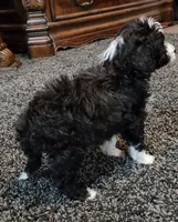 Skunk, a female Aussiedoodle for sale in Seattle, WA – 2 of 9