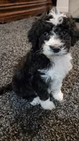Skunk, a female Aussiedoodle for sale in Seattle, WA – 3 of 9