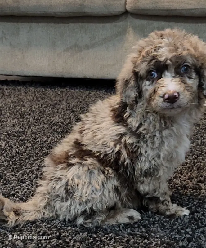 Rusty – Aussiedoodle puppy for sale in Seattle, WA