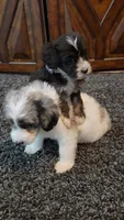 Kyra, a female Aussiedoodle for sale in Seattle, WA – 3 of 6