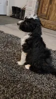 Skunk, a female Aussiedoodle for sale in Seattle, WA – 4 of 9