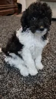 Chloe, a female Aussiedoodle for sale in Seattle, WA – 7 of 7