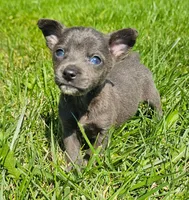 Scout, a male Chihuahua for sale in Seattle, WA – 2 of 7