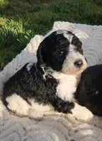 Roxy, a female Bernedoodle for sale in Seattle, WA – Photo 1 of 10