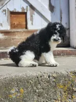 Roxy, a female Bernedoodle for sale in Seattle, WA – Photo 8 of 10
