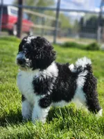 Roxy, a female Bernedoodle for sale in Seattle, WA – Photo 3 of 10
