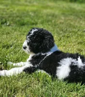 Roxy, a female Bernedoodle for sale in Seattle, WA – Photo 10 of 10