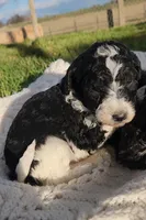 Roxy, a female Bernedoodle for sale in Seattle, WA – Photo 5 of 10