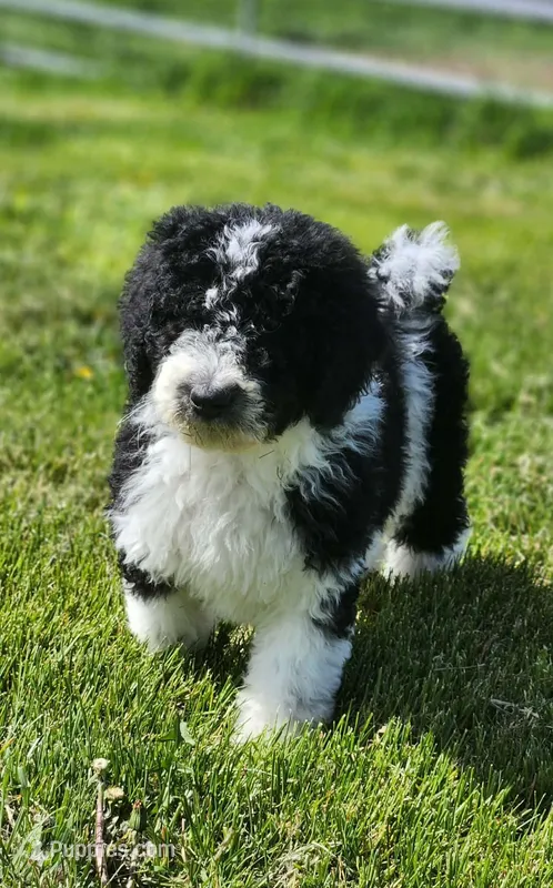 Roxy – Bernedoodle puppy for sale in Seattle, WA