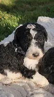 Roxy, a female Bernedoodle for sale in Seattle, WA – Photo 9 of 10
