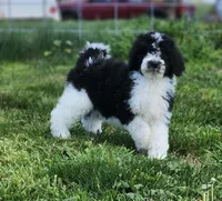 Roxy, a female Bernedoodle for sale in Seattle, WA – Photo 4 of 10