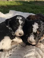Roxy, a female Bernedoodle for sale in Seattle, WA – Photo 8 of 10