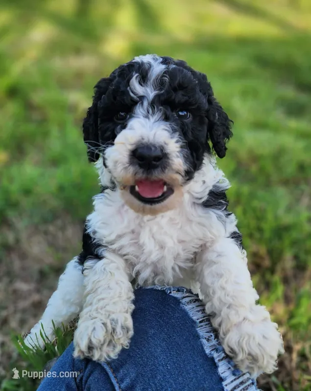 Roxy – Bernedoodle puppy for sale in Seattle, WA