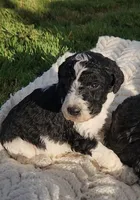 Roxy, a female Bernedoodle for sale in Seattle, WA – Photo 10 of 10