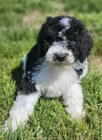 Roxy, a female Bernedoodle for sale in Seattle, WA – Photo 6 of 10
