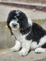Roxy, a female Bernedoodle for sale in Seattle, WA – Photo 9 of 10