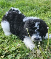 Roxy, a female Bernedoodle for sale in Seattle, WA – Photo 7 of 10