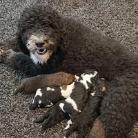 Roxy, a female Bernedoodle for sale in Seattle, WA – Photo 2 of 10
