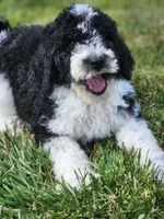 Roxy, a female Bernedoodle for sale in Seattle, WA – Photo 2 of 10