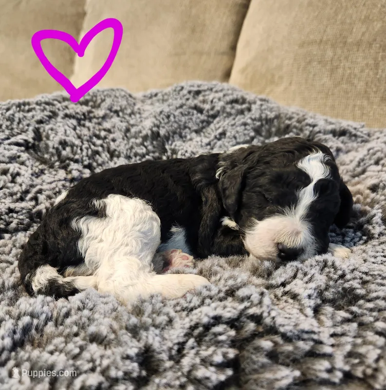 Roxy, a female Bernedoodle for sale in Granger, WA – Photo 1 of 3