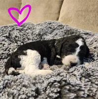 Roxy, a female Bernedoodle for sale in Granger, WA – Photo 1 of 3