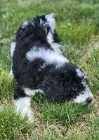 Roxy, a female Bernedoodle for sale in Seattle, WA – Photo 5 of 10