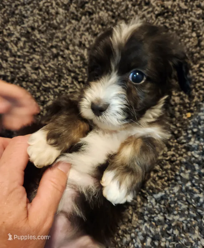 Kyra – Aussiedoodle puppy for sale in Seattle, WA