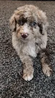 Rusty, a male Aussiedoodle for sale in Seattle, WA – 3 of 5