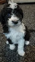 Skunk, a female Aussiedoodle for sale in Seattle, WA – 9 of 9