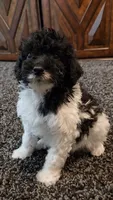 Chloe, a female Aussiedoodle for sale in Seattle, WA – 5 of 7