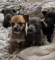 Scout, a male Chihuahua for sale in Seattle, WA – 7 of 7