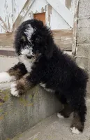 Raven, a female Bernedoodle and Poodle - Standard  for sale in Seattle, WA – Photo 3 of 9