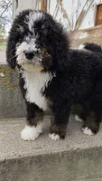 Raven, a female Bernedoodle and Poodle - Standard  for sale in Seattle, WA – Photo 4 of 9