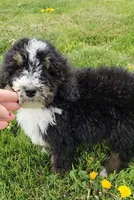 Raven, a female Bernedoodle and Poodle - Standard  for sale in Seattle, WA – Photo 6 of 9
