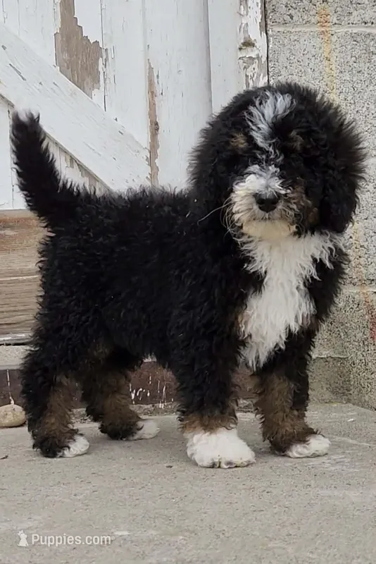 Raven – Bernedoodle, Poodle - Standard  puppy for sale in Seattle, WA